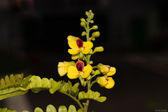 Paubrasilia echinata