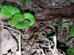 Lycosa erythrognatha