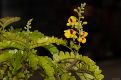 Paubrasilia echinata