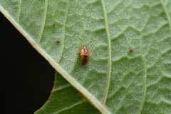 Lipromela formosana
