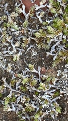 Selaginella cinerascens