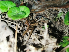 Lycosa erythrognatha