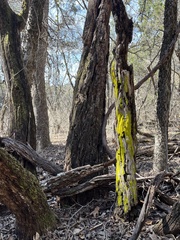 Chrysothrix candelaris