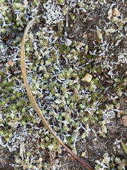 Selaginella cinerascens