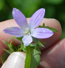 Triodanis