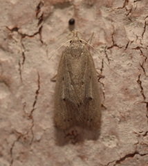 Chezala silvestris