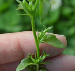 Triodanis