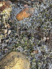 Selaginella cinerascens