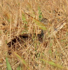 Aramus guarauna