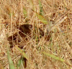 Aramus guarauna