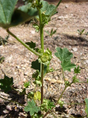 Malva parviflora