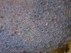 Clavelina picta