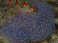 Clavelina picta