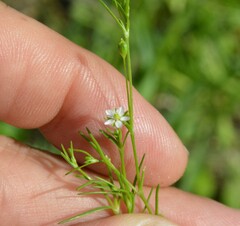 Sagina decumbens