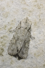 Lithophane ornitopus