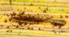 Puccinia chathamica