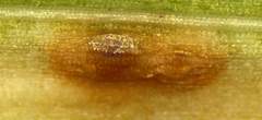 Puccinia chathamica