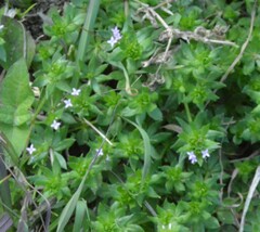 Sherardia arvensis