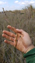 Aeschynomene pratensis