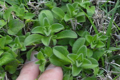 Cerastium glomeratum