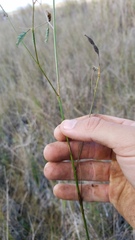 Aeschynomene pratensis