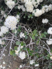 Ceanothus cuneatus