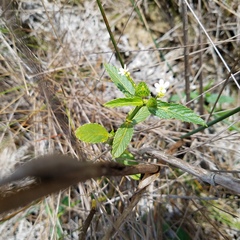 Caperonia castaneifolia