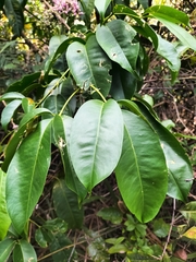Melicope elleryana