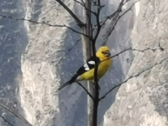 Pheucticus chrysogaster