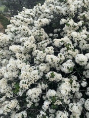 Ceanothus cuneatus