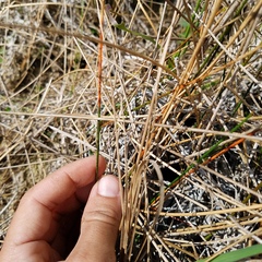 Eleocharis cellulosa