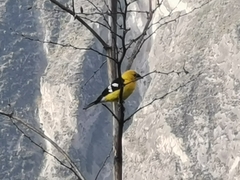 Pheucticus chrysogaster