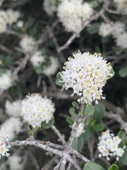 Ceanothus cuneatus