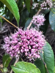 Melicope elleryana