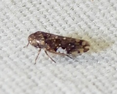 Xestocephalus tessellatus