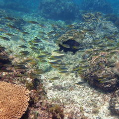Anampses elegans
