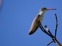 Leucolia violiceps