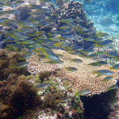 Anampses elegans