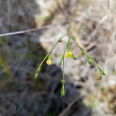 Linum medium texanum