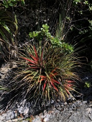 Fascicularia bicolor