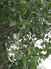 Populus deltoides monilifera