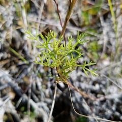 Eupatorium leptophyllum