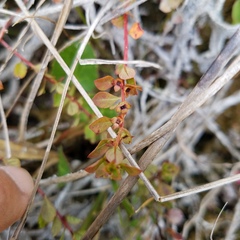 Ludwigia microcarpa