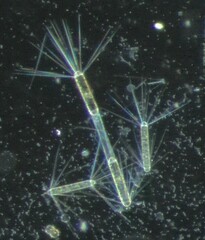 Corethron