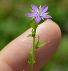 Triodanis