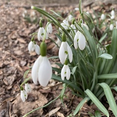 Galanthus nivalis