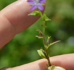 Triodanis