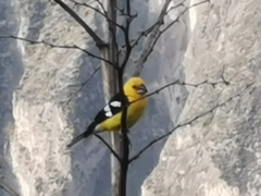 Pheucticus chrysogaster