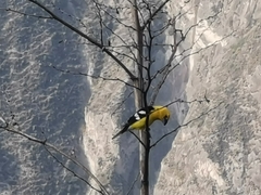 Pheucticus chrysogaster