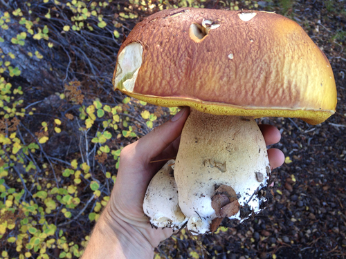 King Bolete (Porcini)